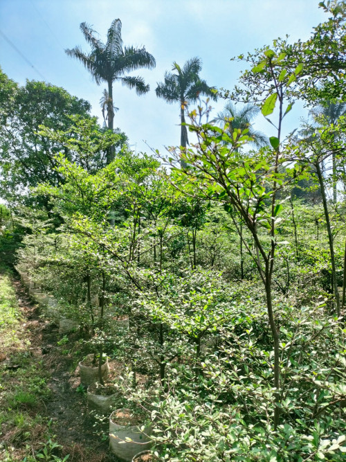 Jasa pembuatan taman dan landscape Image 6