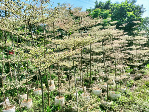 Jasa pembuatan taman dan landscape Image 7