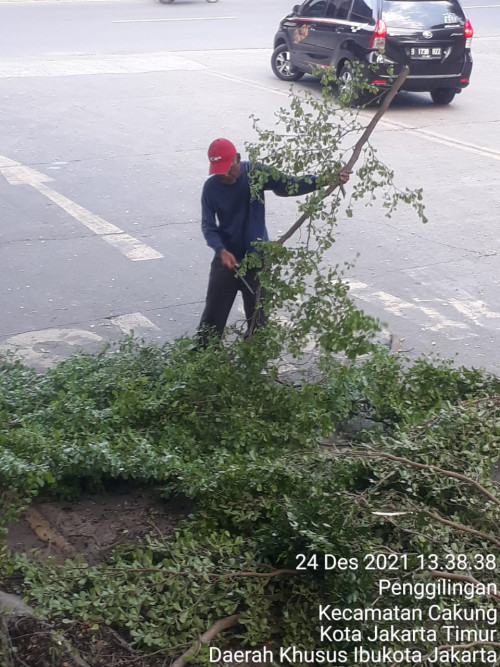 Jasa pembuatan taman dan landscape Perapihan dahan pohon 