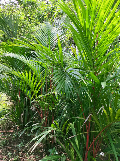 Jasa pembuatan taman dan landscape Image 2