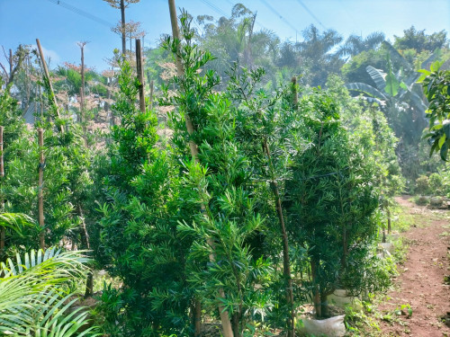 Jasa pembuatan taman dan landscape Image 3