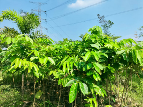 Jasa pembuatan taman dan landscape Image 4