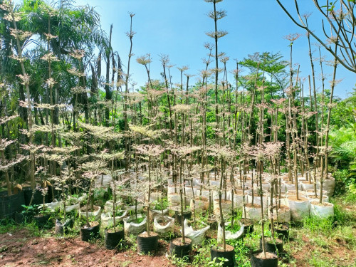 Jasa pembuatan taman dan landscape Image 5