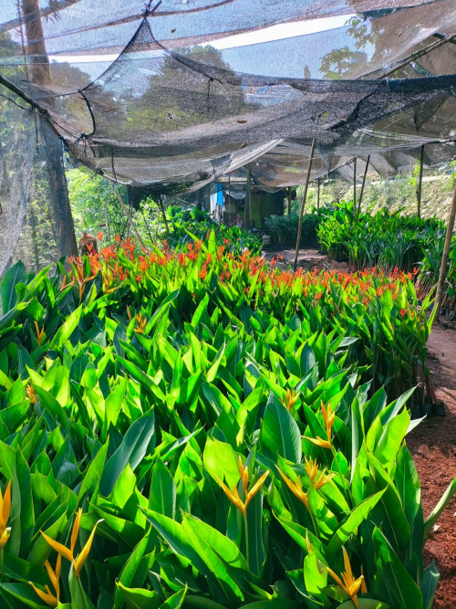 Jasa pembuatan taman dan landscape Tanaman Taman